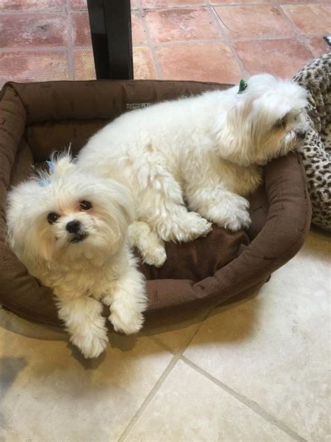 Northcentral maltese rescue - Little Orphans Animal Rescue. Little Orphans Animal Rescue. Amount Raised: ... Northcentral Maltese Rescue Inc. Northcentral Maltese Rescue Inc. Amount Raised ...